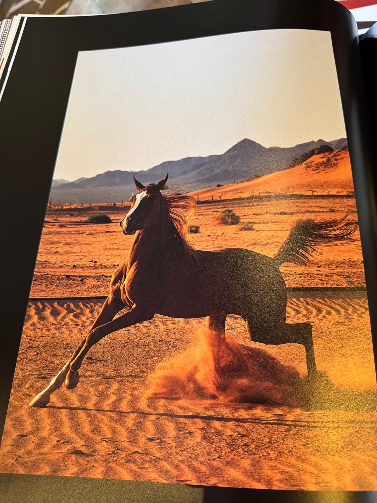 Conscious Leadership]🐴What Horses Taught Me About Leadership