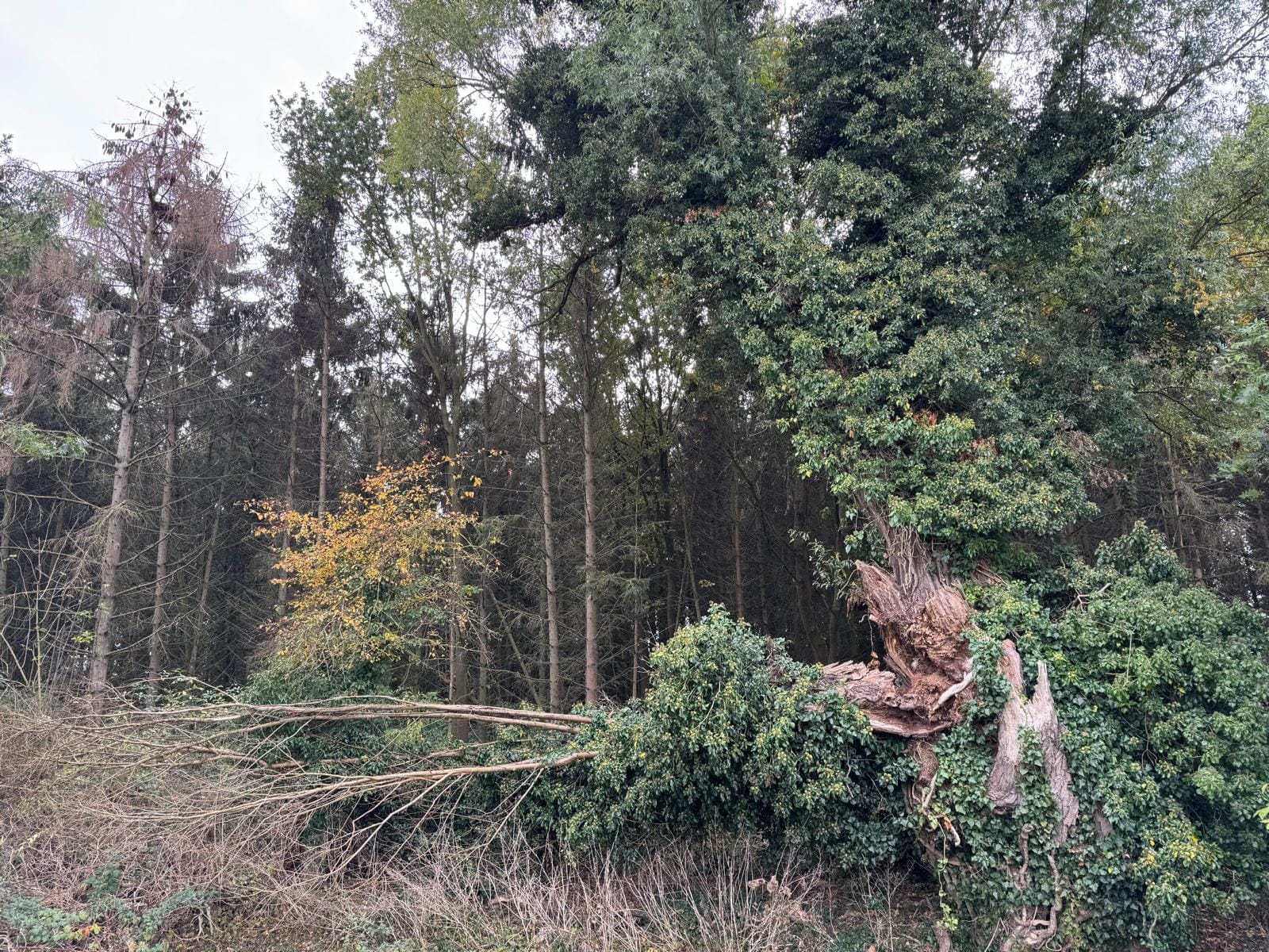 Conscious Leadership] 'Gather' Retreat - The Architecture of Belonging: On Community and the Future We’re Building (Oct 18, 2025)