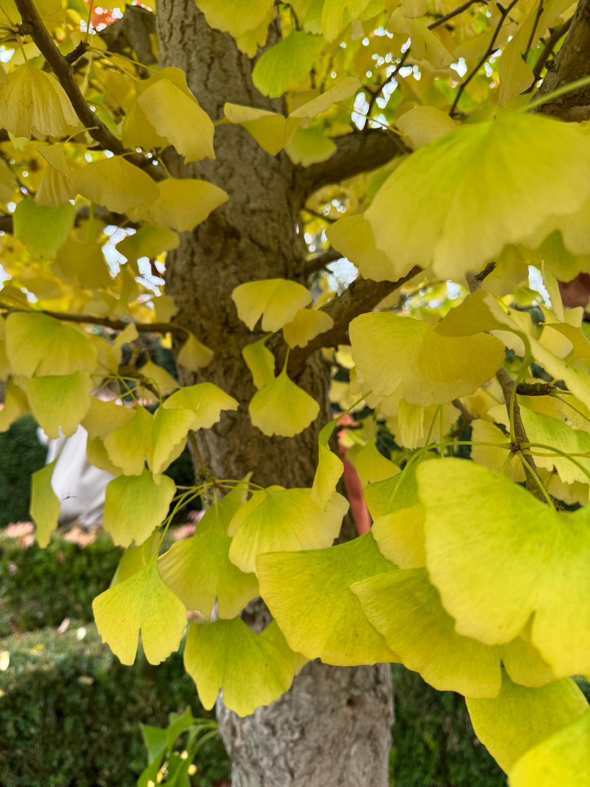 Conscious Leadership] 'Gather' Retreat - The Architecture of Belonging: On Community and the Future We’re Building (Oct 18, 2025)