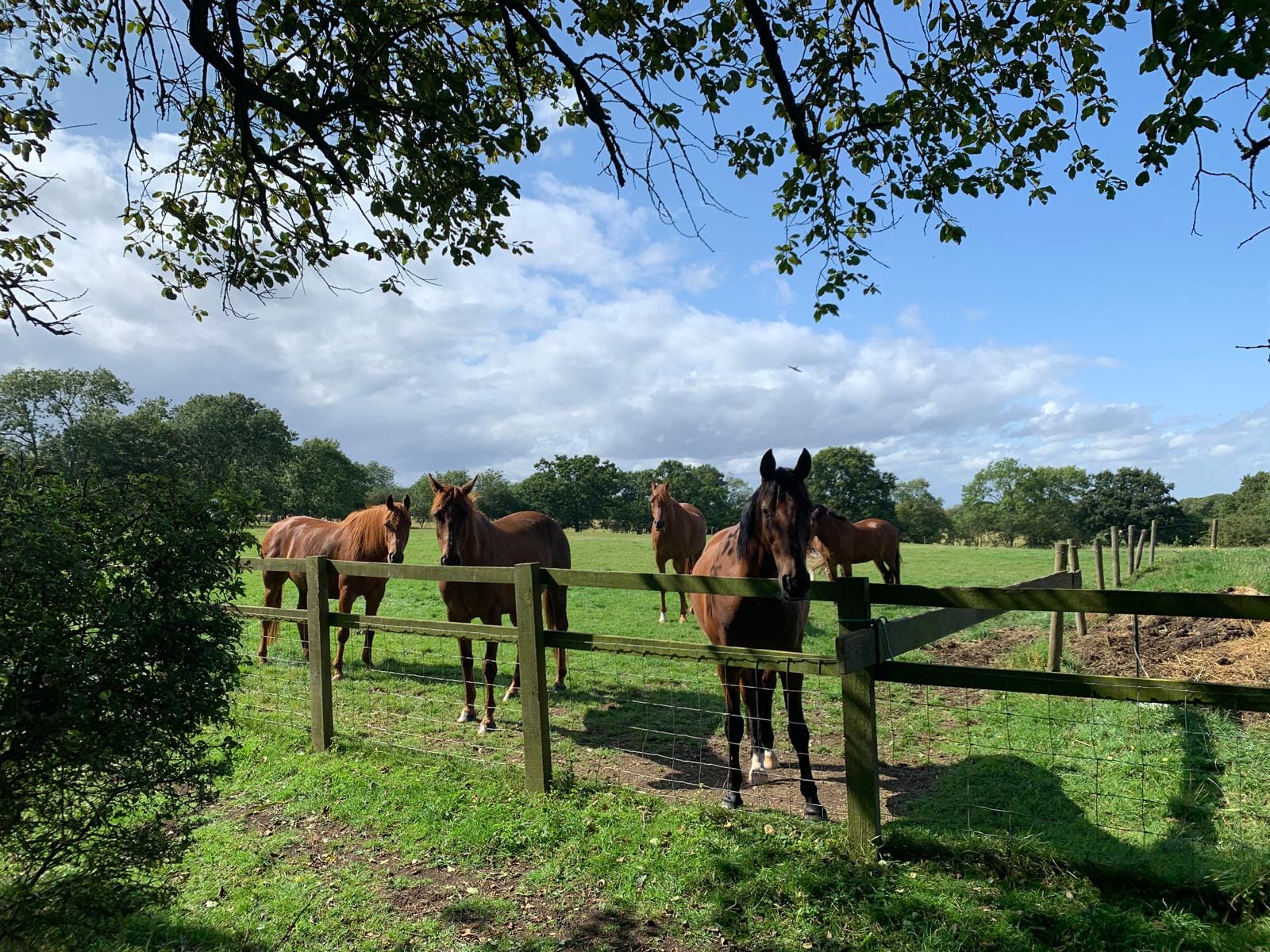 Conscious Leadership]🐴What Horses Taught Me About Leadership